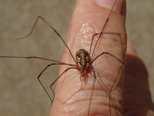 Dasylobus argentatus